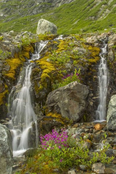Alaska, Glacier Bay NP Fireweed and waterfall